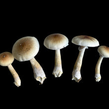 Load image into Gallery viewer, P. Cubensis “Penis Envy 6” Spore Syringe
