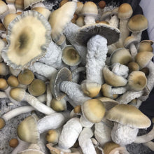 Load image into Gallery viewer, P. Cubensis “Penis Envy” Isolated Spore Syringe