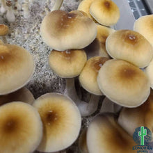 Load image into Gallery viewer, P. Cubensis “Creeper” Spore Syringe