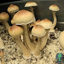 Load image into Gallery viewer, P. Cubensis “Blue Meanies” Isolated Spore Syringe