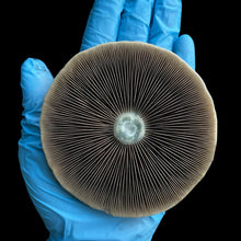 Load image into Gallery viewer, P. Cubensis “Jedi Mind Fuck” Isolated Spore Syringe
