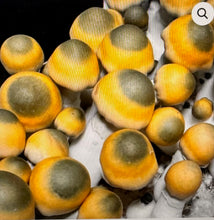 Load image into Gallery viewer, P. Cubensis “Bluey Vuitton” Isolated Spore Syringe