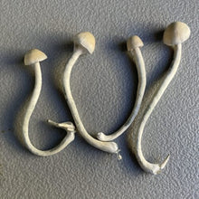 Load image into Gallery viewer, P. Ochraceocentrata “Black Caps” Isolated Spore Syringe