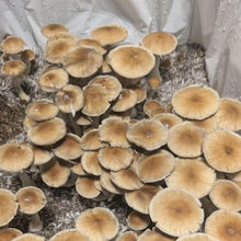 Load image into Gallery viewer, P. Cubensis “Stargazer” Spore Syringe