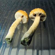 Load image into Gallery viewer, P. Cubensis “Red Boys” Spore Syringe