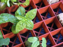 Load image into Gallery viewer, Grodan Gro-Smart Tray, 78-Cell, Terracotta