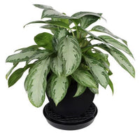 Gro Pro NX Level Pot Elevator - 13 in