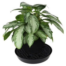Load image into Gallery viewer, Gro Pro NX Level Pot Elevator - 18.5 in
