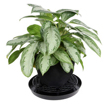 Load image into Gallery viewer, Gro Pro NX Level Pot Elevator - 16 in