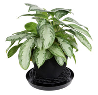 Gro Pro NX Level Pot Elevator - 16 in