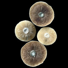 Load image into Gallery viewer, P. Cubensis “Penis Envy 6” Spore Syringe