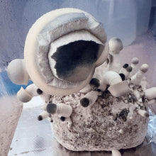 Load image into Gallery viewer, P. Cubensis “B-Xtra” Liquid Culture Syringe