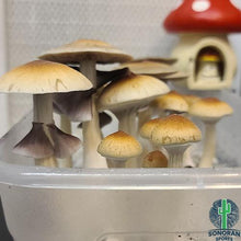 Load image into Gallery viewer, P. Cubensis “Golden Mammoth” Isolated Spore Syringe