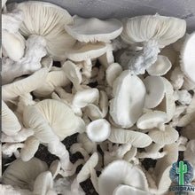 Load image into Gallery viewer, P. Cubensis “Jack Frost” Isolated Spore Syringe