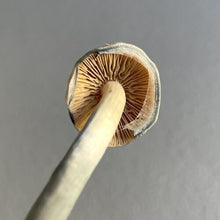 Load image into Gallery viewer, P. Ochraceocentrata “Black Caps” Isolated Spore Syringe