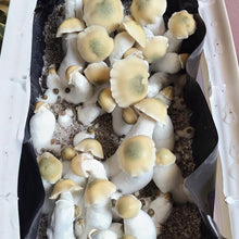 Load image into Gallery viewer, *NEW* P. Cubensis “Yeti x Melmac” Liquid Culture Syringe