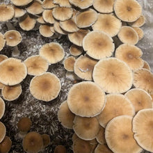 Load image into Gallery viewer, P. Cubensis “Stargazer” Spore Syringe