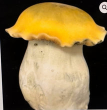 Load image into Gallery viewer, P. Cubensis “Bluey Vuitton” Isolated Spore Syringe