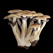 Load image into Gallery viewer, P. Cubensis “Golden Teachers” Isolated Spore Syringe