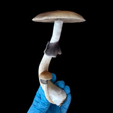 Load image into Gallery viewer, P. Cubensis “Jedi Mind Fuck” Isolated Spore Syringe