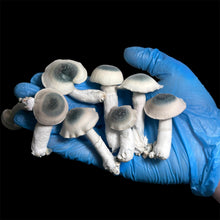 Load image into Gallery viewer, P. Cubensis “B-Xtra” Liquid Culture Syringe