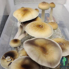 Load image into Gallery viewer, P. Cubensis “Creeper” Spore Syringe