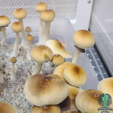 Load image into Gallery viewer, P. Cubensis “Creeper” Spore Syringe