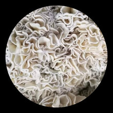 Load image into Gallery viewer, P. Cubensis “Enigma” Isolated Spore Syringe
