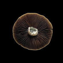 Load image into Gallery viewer, P. Cubensis “Z-Strain” Liquid Culture Syringe