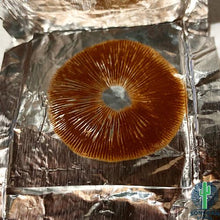 Load image into Gallery viewer, P. Cubensis “Red Boys” Spore Syringe