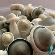 Load image into Gallery viewer, P. Cubensis “Albino Penis Envy” Isolated Spore Syringe