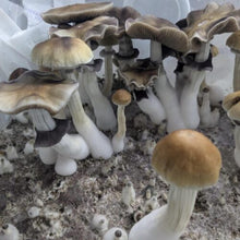 Load image into Gallery viewer, P. Cubensis “B+” Isolated Spore Syringe