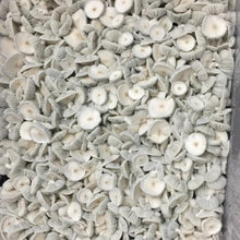 Load image into Gallery viewer, P. Cubensis “Avery’s Albino” Liquid Culture Syringe