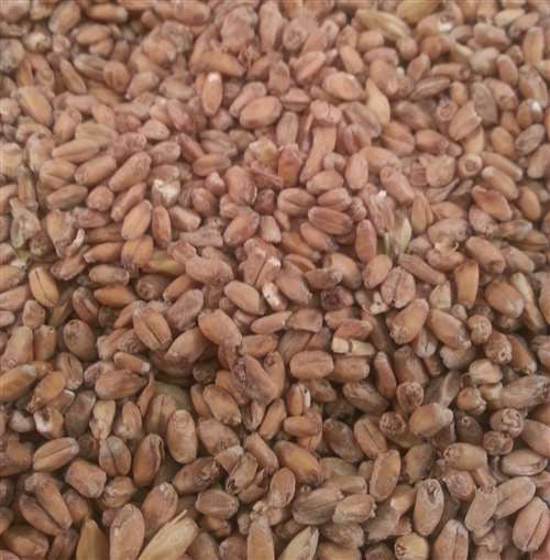 BRIESS RED WHEAT MALT 1 lb