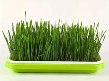 Load image into Gallery viewer, Seedling Trays for Sprouting Seeds