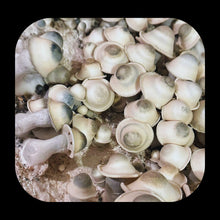 Load image into Gallery viewer, P. Cubensis “Casper” Isolated Spore Syringe