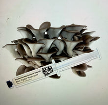 Load image into Gallery viewer, Blue Oyster Mushroom Liquid Culture