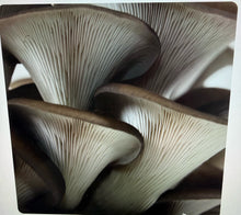Load image into Gallery viewer, Blue Oyster Mushroom Liquid Culture