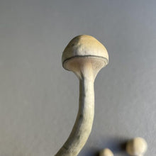Load image into Gallery viewer, P. Ochraceocentrata “Black Caps” Isolated Spore Syringe