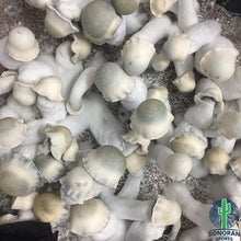 Load image into Gallery viewer, P. Cubensis T.A.T. “Yeti” Isolated Spore Syringe